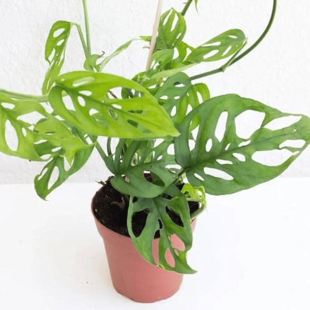 Monestera Broken Heart Live Indoor Plant (Bare Rooted)