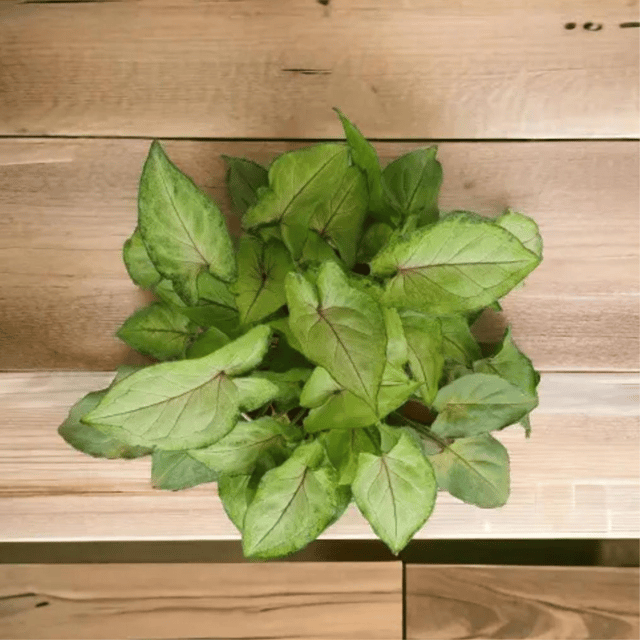 Syngonium Pink Line Plant (Bare Rooted)