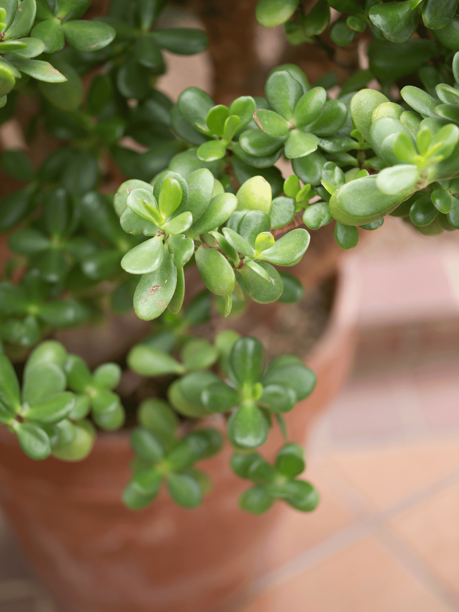 Jade Live Plant (Bare Rooted)