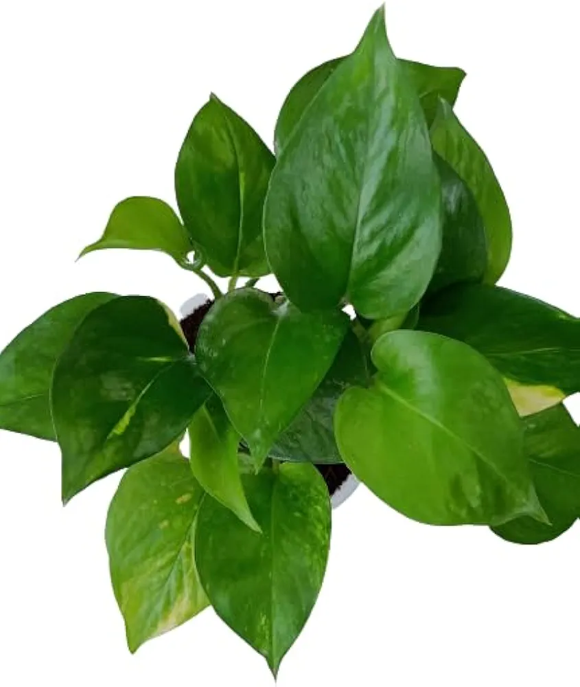 Green Money Plant (Bare Rooted)