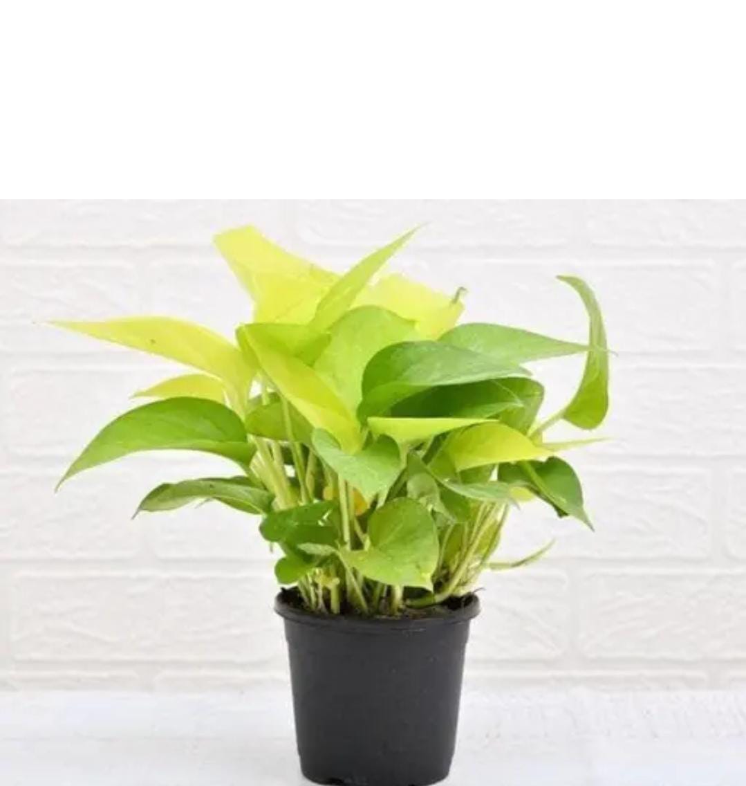 Golden Money Plant (Bare Rooted)