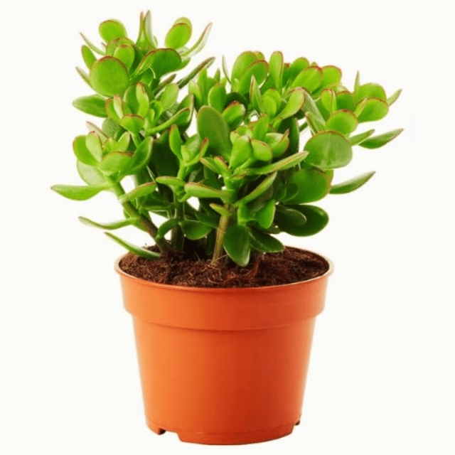 Dhan Kuber Plant /Crassula Money Plant - (Bare Rooted)