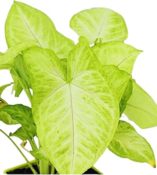 Syngonium White Live Indoor Plant (Bare Rooted)