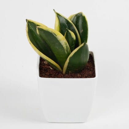 Sansevieria Gold Flame Snake Succulent Indoor Plant (Bare Rooted)