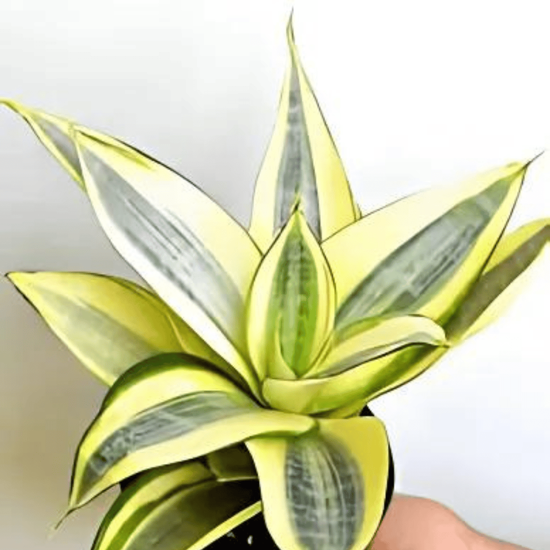 Sansevieria Golden Dwarf Live Plant (Bare Rooted)