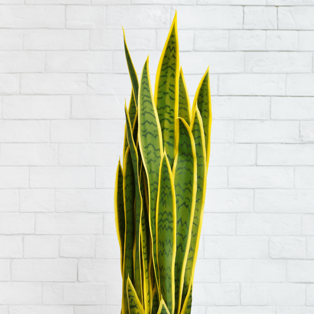 Sansevieria-Snake Plant (Bare Rooted)