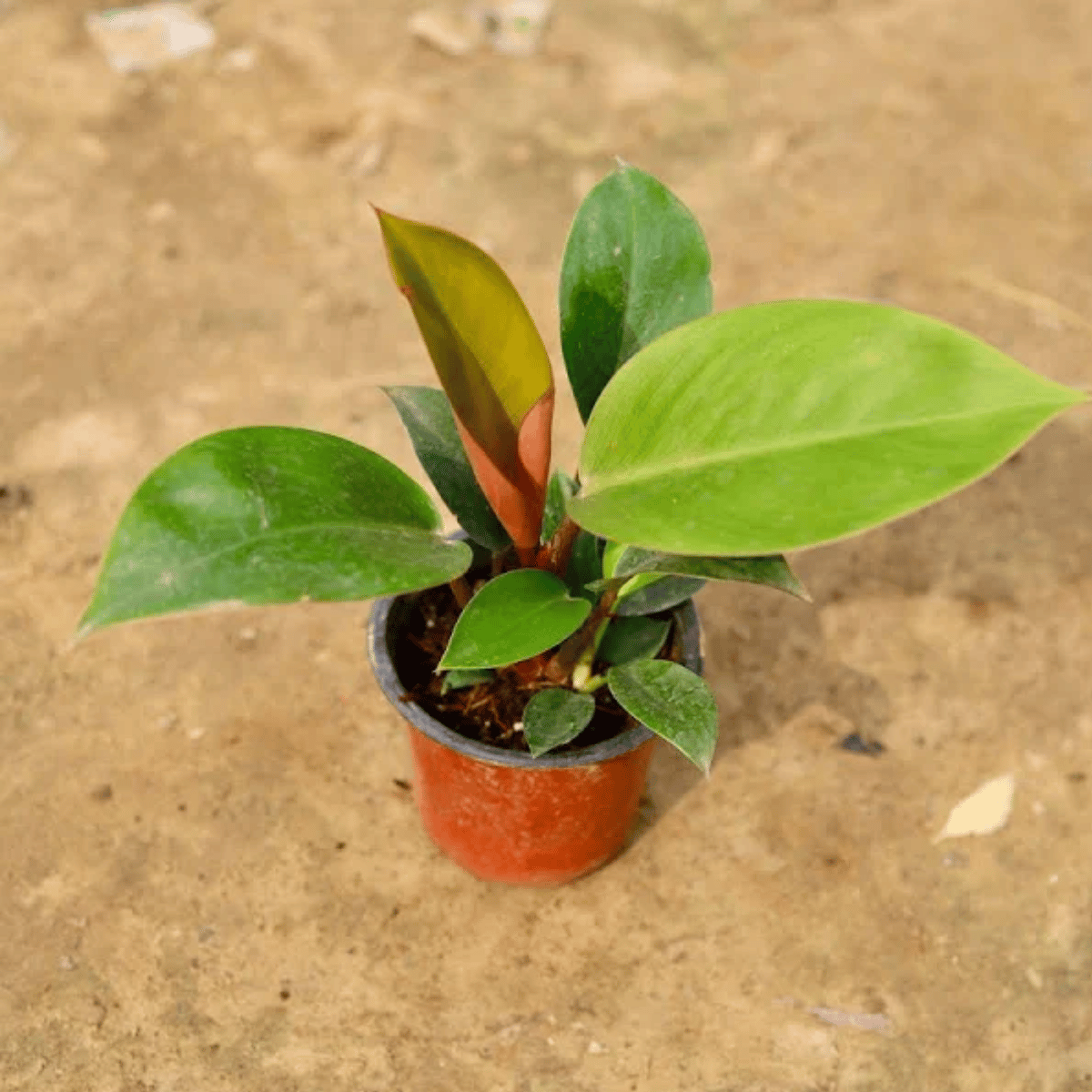 Philodendron Red Plant (Bare Rooted)