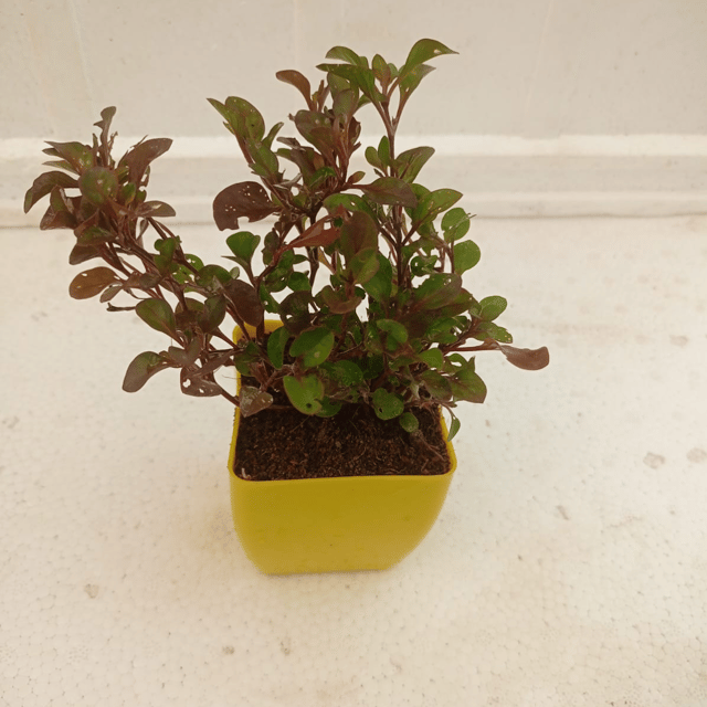 Brazilian Alternanthera Red Live Plant (Bare Rooted)