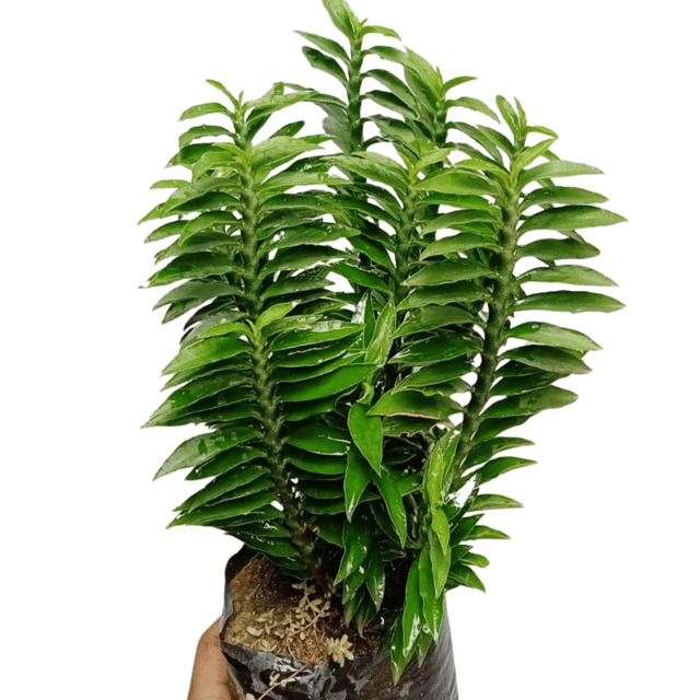 Pedilanthus Green Indoor Plant (Bare Rooted)