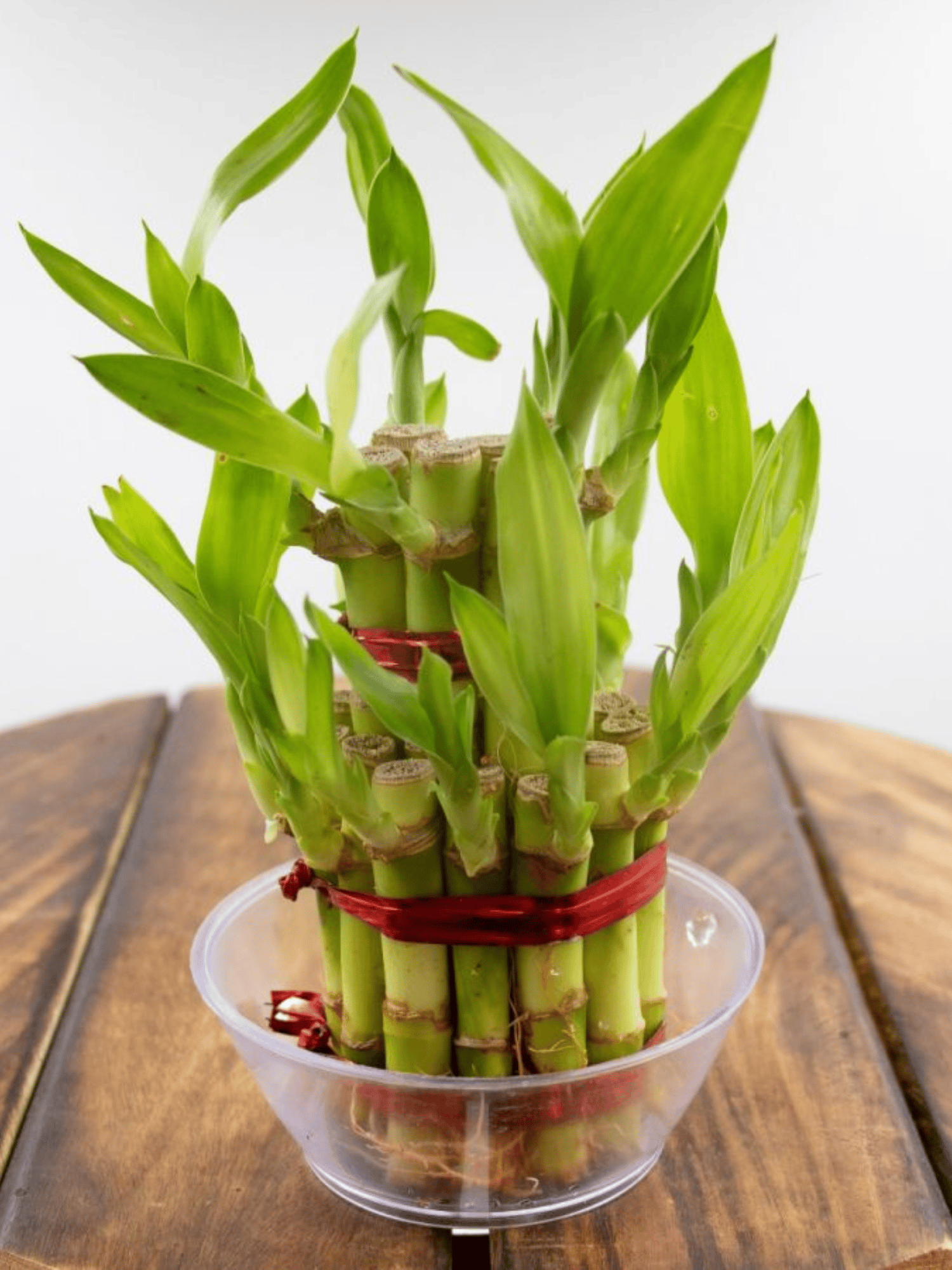 Two Layer Lucky Bamboo Plant (Bare Rooted)