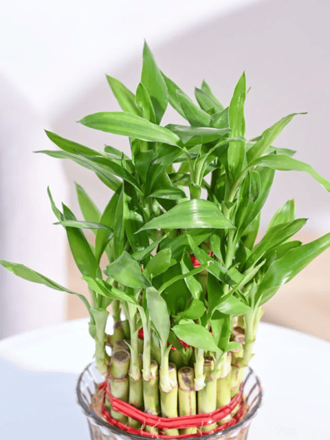 Three Layer Lucky Bamboo Plant (Bare Rooted)