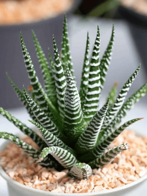 Zebra Haworthia Live Plant (Bare Rooted)