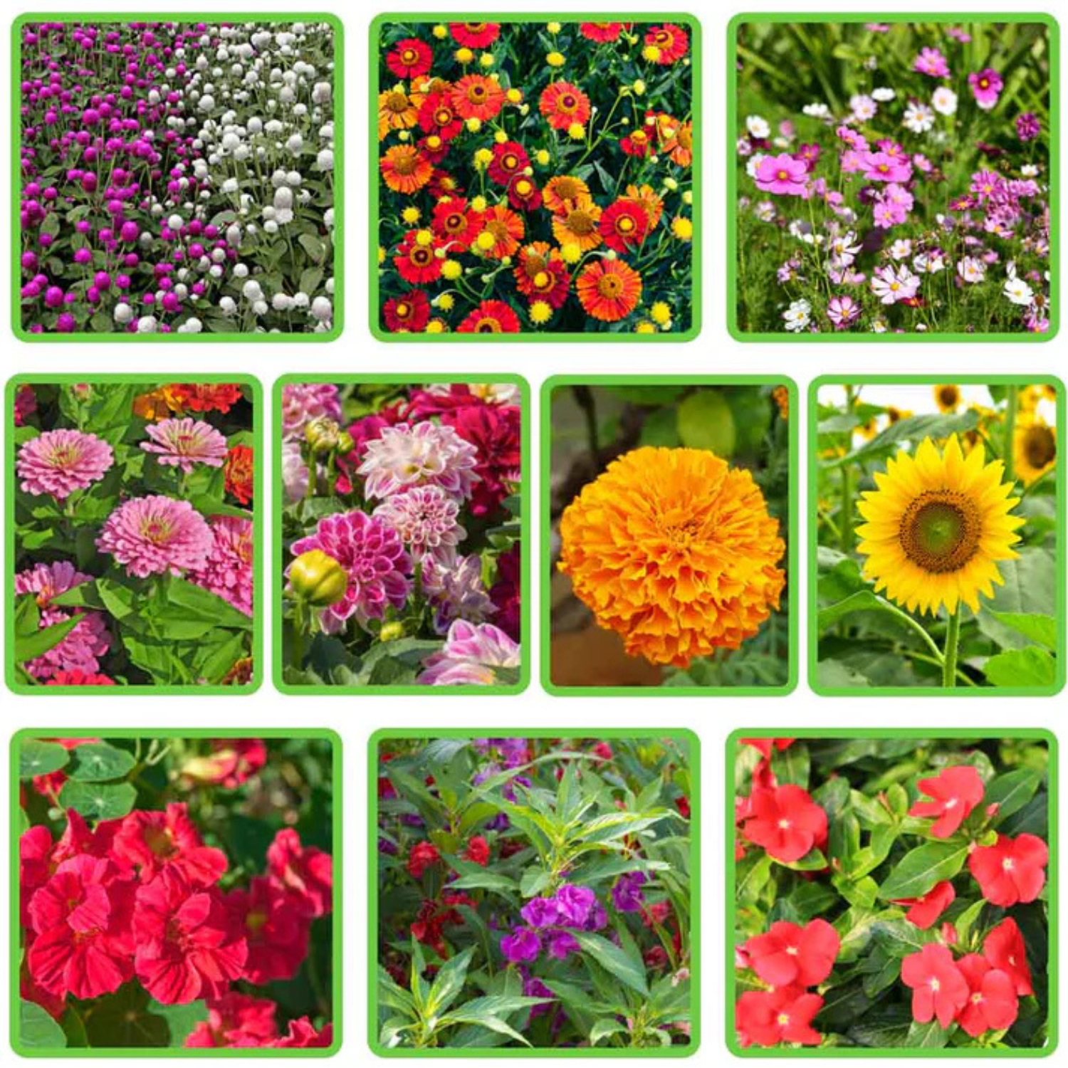 10 Variety Summer Season Flower Seed