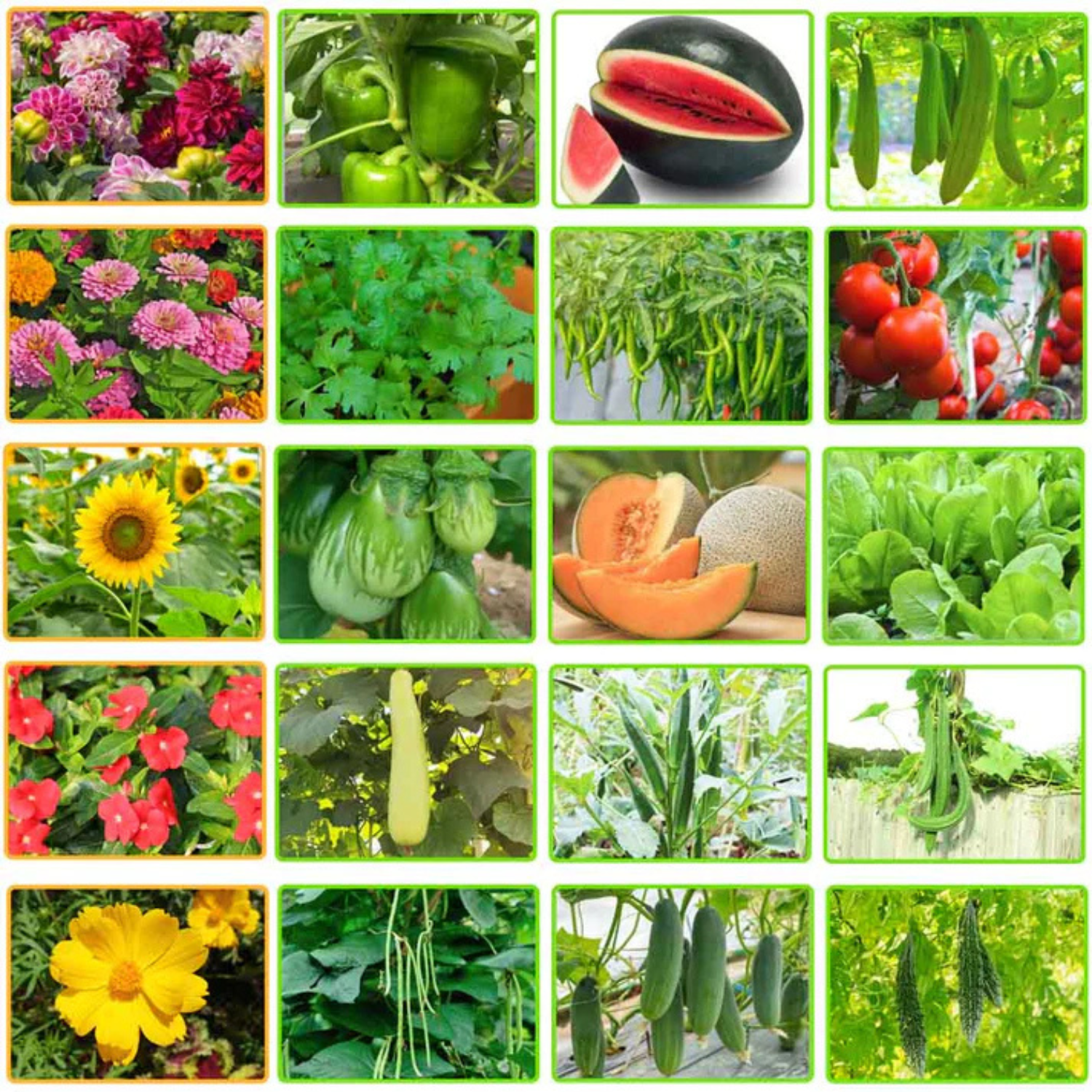 Combo Pack -20 Summer Vegetable and Flowers Mixed Seeds