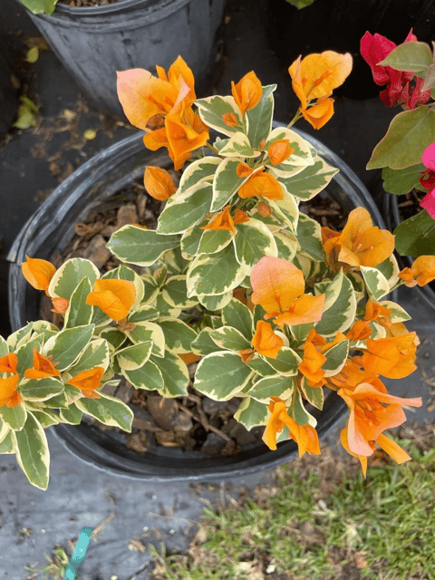 Bougainvillea Variegated Orange Flowering Plant