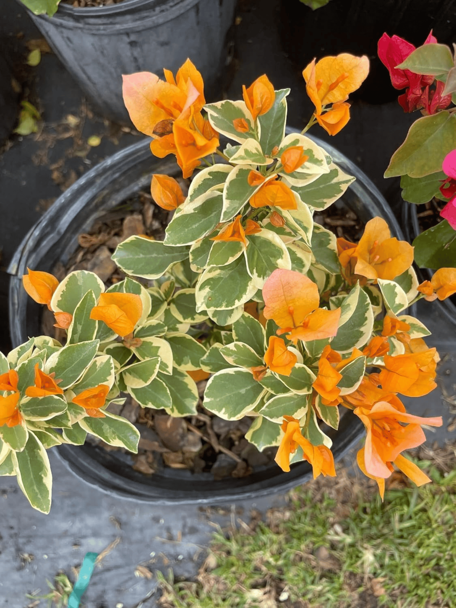 Bougainvillea Variegated Orange Flowering Plant