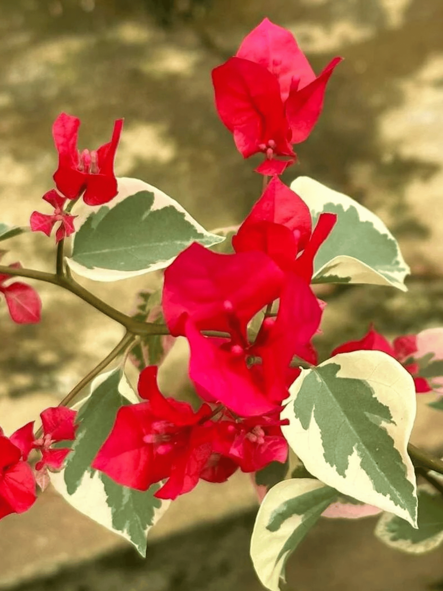 Bougainvillea Variegated Red Flowering Plant