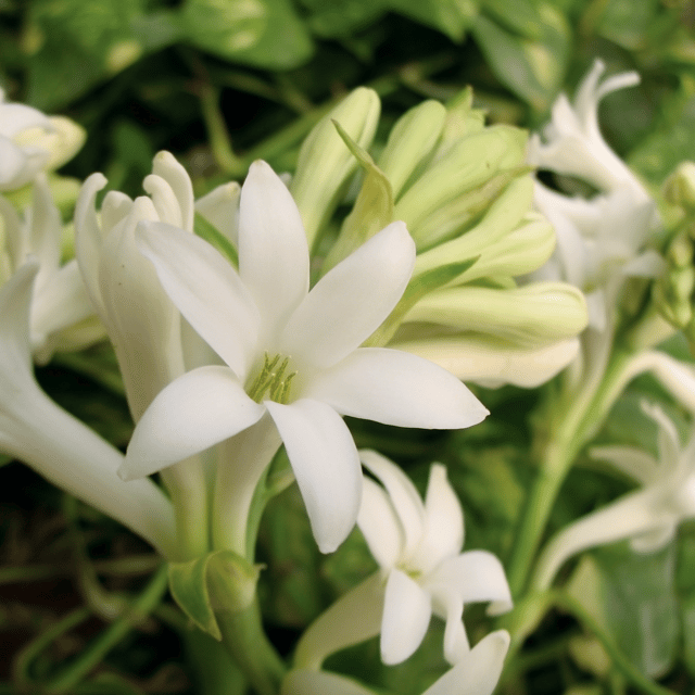 Tuberose / Rajnigandha Flower Bulbs - (Pack Of- 10 Bulbs)