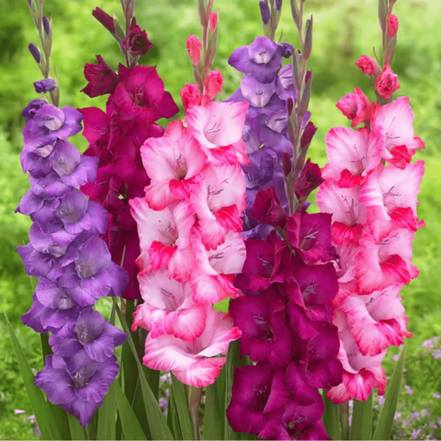 Gladiolus Flower Bulbs Mix Colour - (Pack Of -10 Bulbs)