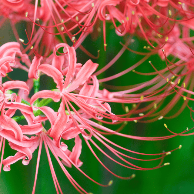 Lycoris Lily Flower  Mix Colour Bulbs- (Pack Of - 4 Bulbs)