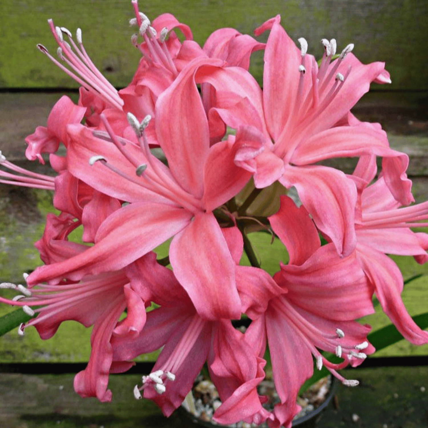 Nerine Flower  (Pink) Bulb -(Pack Of -4Bulbs)