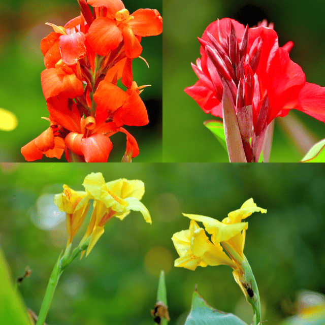 Canna Lily Mix Colour Bulbs -(Pack Of -2 Bulbs)