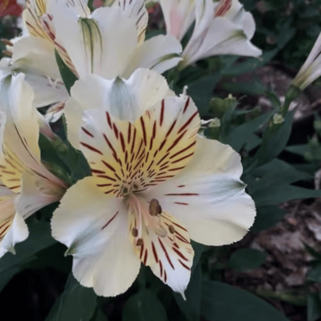 Alstroemeria Flower Mix Colour Bulbs -(Pack Of -2 Bulbs)