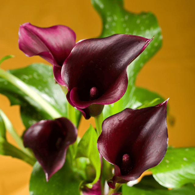 Calla Lily Rare Black Flower Bulb – (Pack of 1 Bulb)