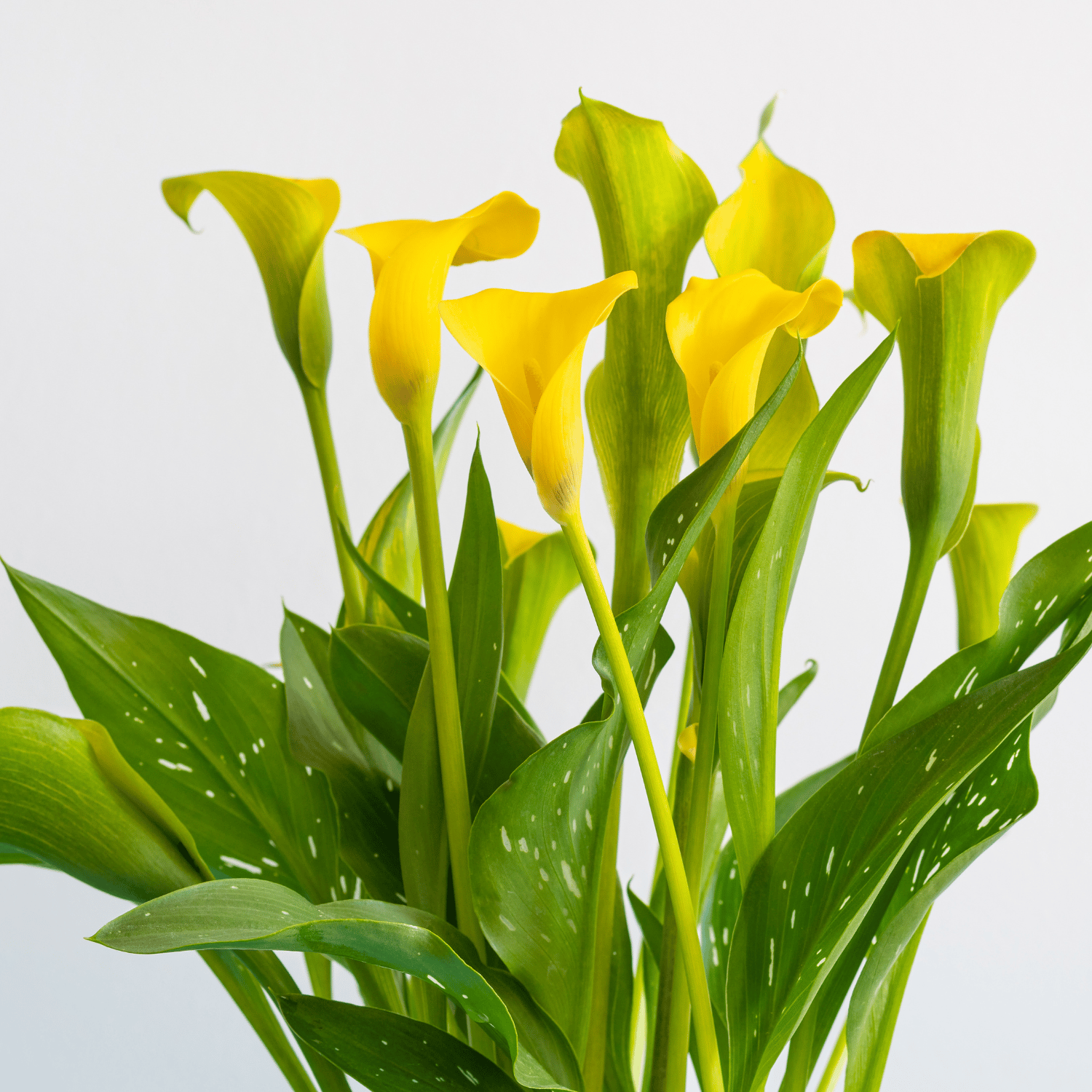 Calla Lily Yellow Flower Bulb – (Pack of 1 Bulb)