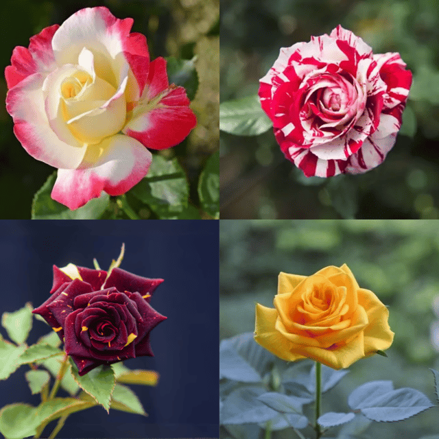 Special Rose Plant Combo (Pack Of 4) - Grafted