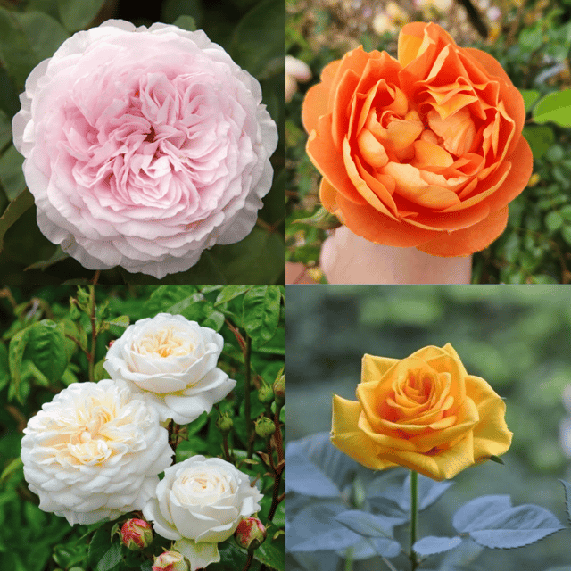 Live Rose Plant Combo (Pack Of 4) - Grafted