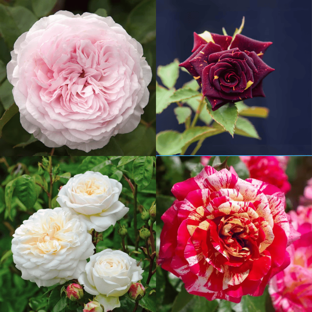 Rare Rose Plant Combo (Pack Of 4)