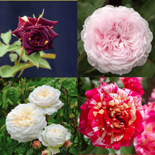 Rare Rose Plant Combo (Pack Of 4)