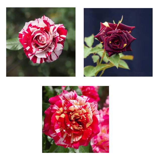 Abra-Dabra English Rose Flower Plant Combo (Pack of 3) - Grafted