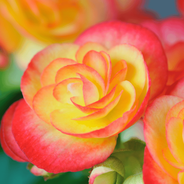 Begonia Flower Bulbs (Mix Colour) -(Pack Of -2 Bulbs)