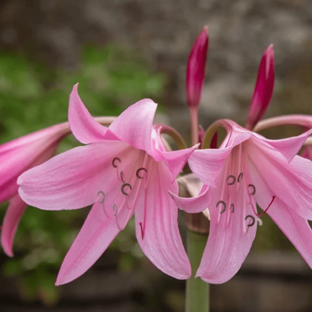 Crinum Lily Flower Bulb -(Pack Of -2 Bulbs)