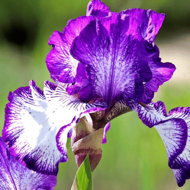 Iris Butterfly Flower Bulbs Mix-(Pack Of -4 Bulbs)