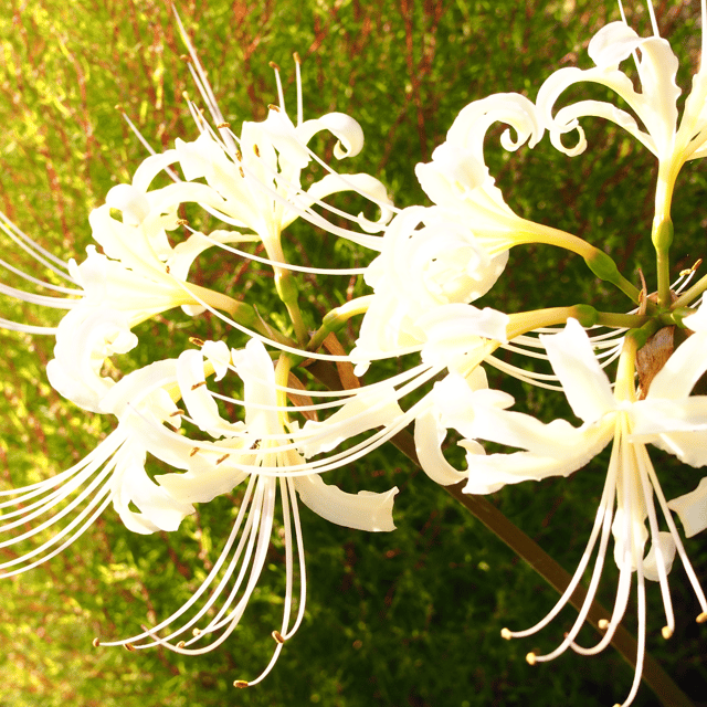 Lycoris Spider Lily Flower White Bulb-(Pack Of -5 Bulbs)