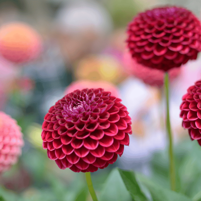 Dahlia Flower Bulb (Mix Color) -( Pack Of -5 Bulbs)