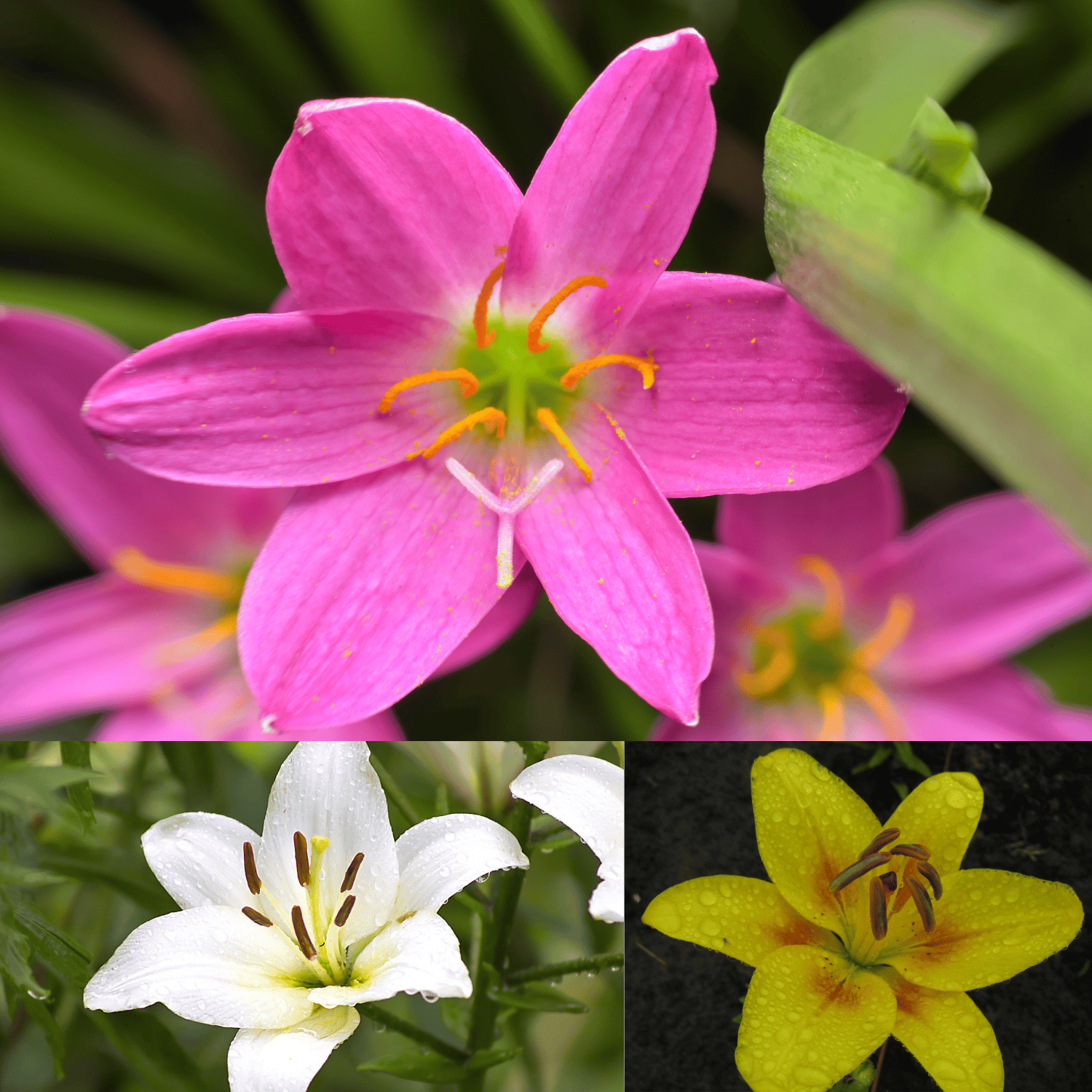 Rain Lily Mix Colour Flower Bulb- (Pack Of- 10 bulbs)