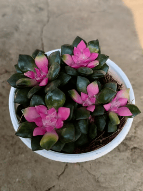 Anacampseros Rufescens Sunrise Succulents Plant (Pink)