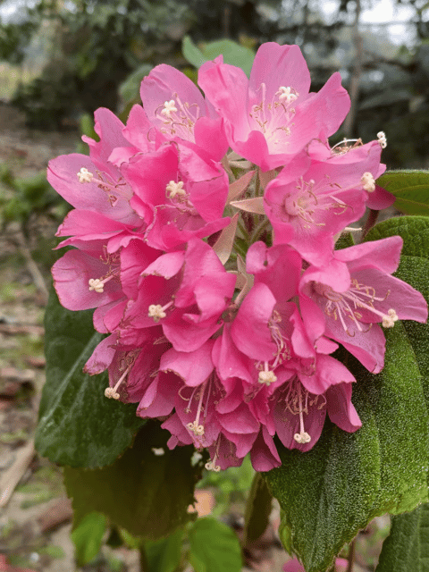 Pink Ball Tree, Dombeya wallichii / Tassel Dombeya Flower Plant