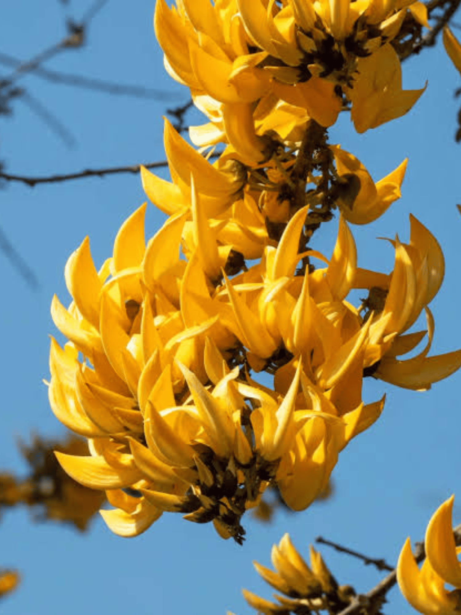 Yellow Palash Grafting Flower Plant / Butea Monosperma