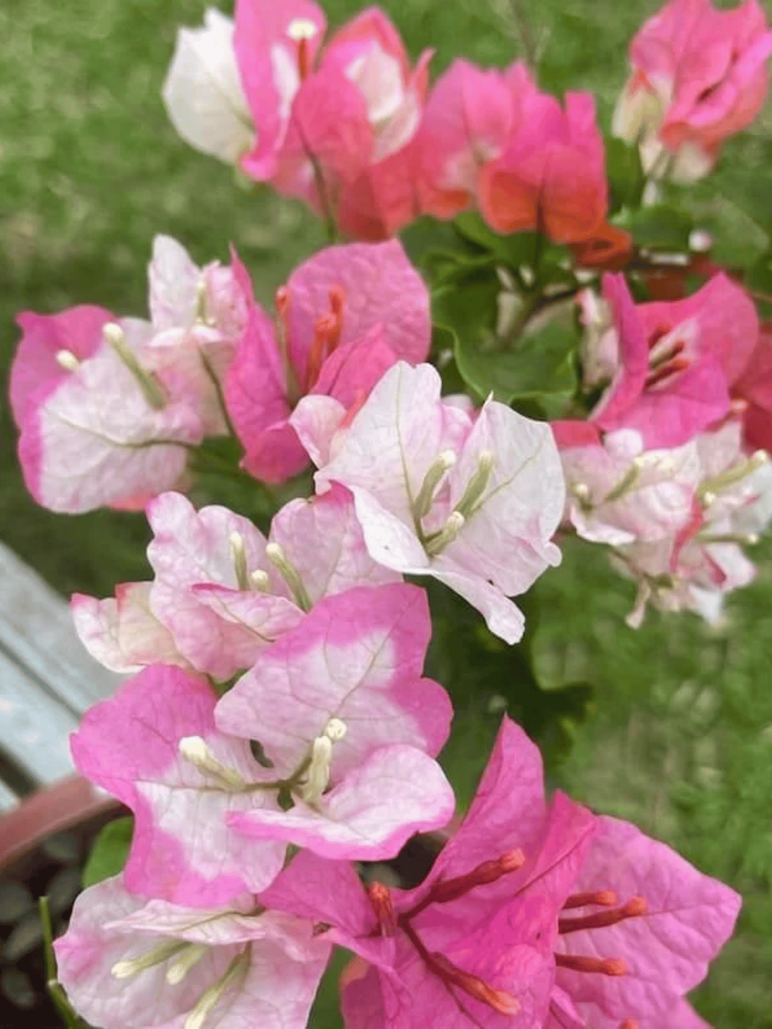 Splash Bougainvillea Flower Plant