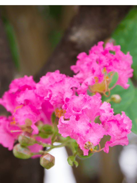 Malpighia Glabra Pink Flowering Live Plant / Crepe Myrtle