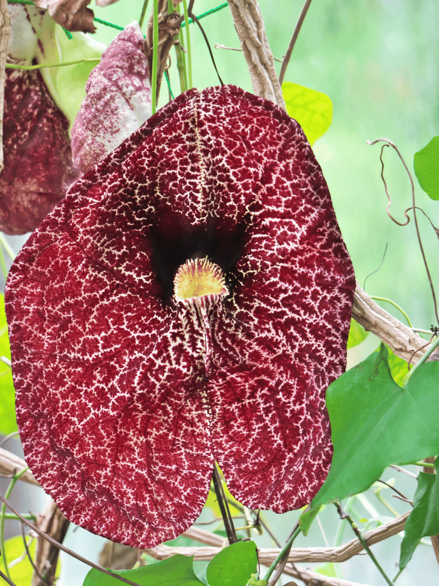 Aristolochia Littoralis Flower Plant