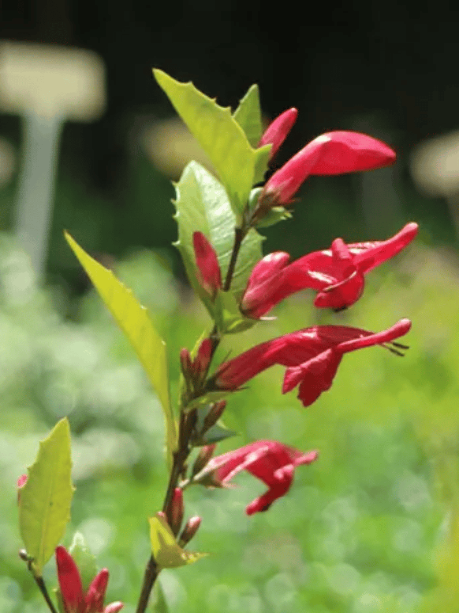 Red Holly Fushia/ Graptophyllum Ilicifolium Flower Plant