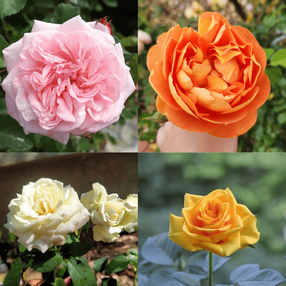 David English Rose Flower Plant (Any Colour) - Grafted