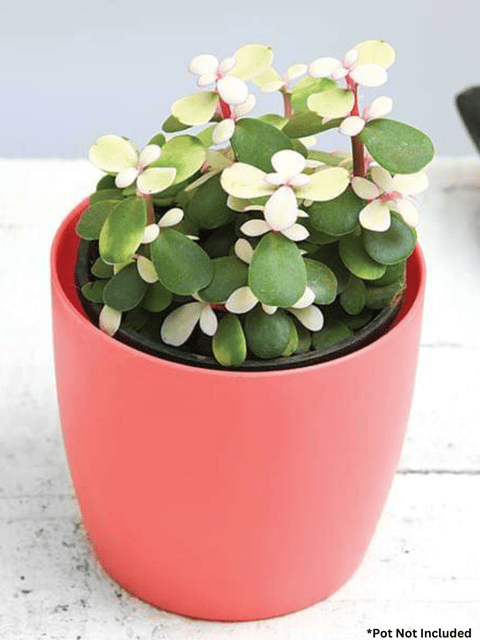 Midstripe Rainbow Bush, Portulacaria afra medio-picta - Succulent Plant (White)