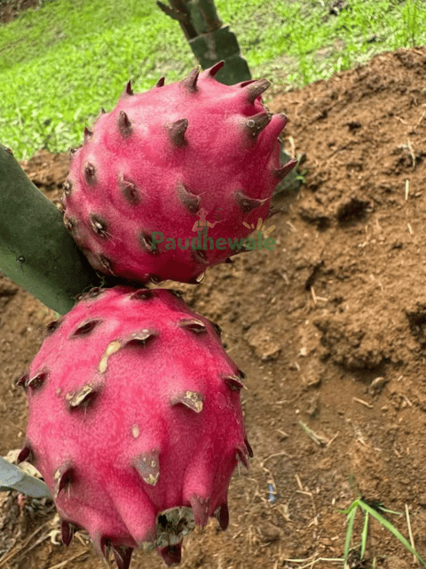 Black African Variety Dragon Fruit Plant - Grafted